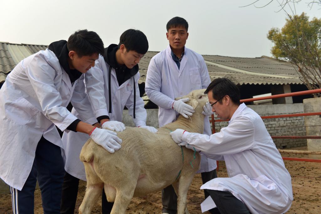 多胎肉用绵羊培育专家权凯博士带领学生对其培育的“黄淮杜泊羊”进行体尺测量