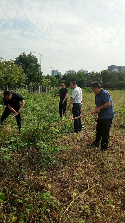 王建伟书记和席磊院长齐心协力清除根深枝茂的葎草